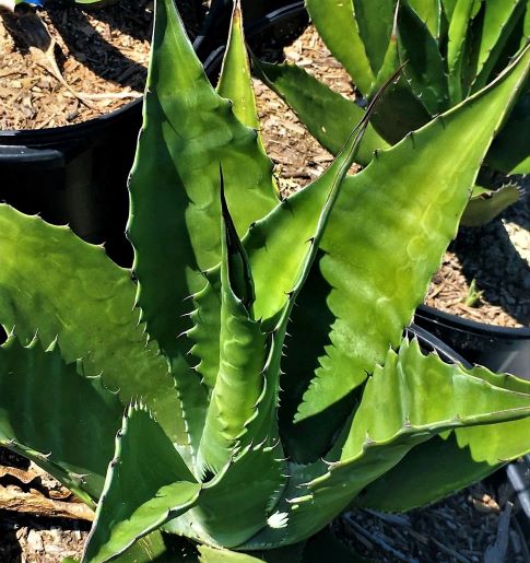 Agave horrida | The Cactus King